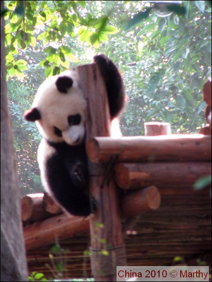 Panda in Chengdu 